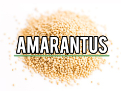 amarantus